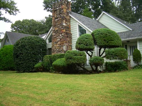 Shrub Trimming for DIAZ TREE in Stafford, VA