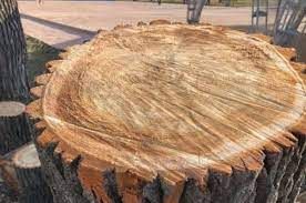 Stump Removal for All Tree Property Services in Charlotte, NC