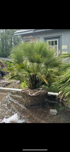 All Photos for New Creation Landscaping in Myrtle Beach, SC