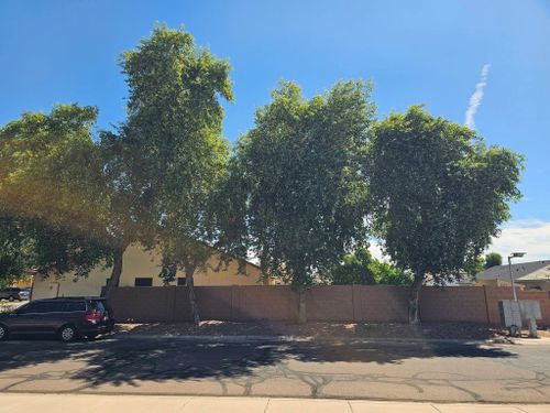 Tree Removal for T's Tree Service and Firewood in Apache Junction, AZ