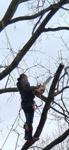 Tree Climbing Services for Brothers Tree Service in Burnsville, NC