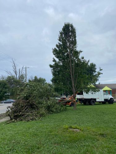 Tree Removal for Atwood’s Tree Care in Liberty,  KY