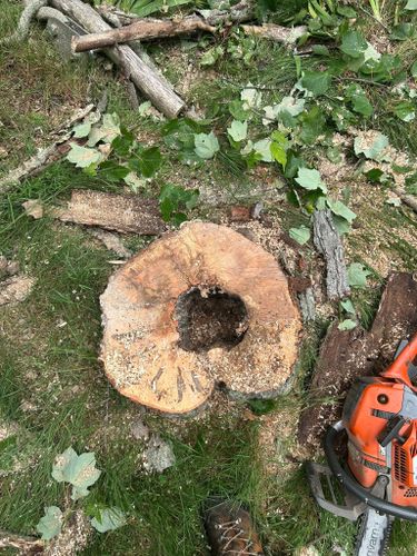 Tree Removal for DC TREE in Vernon, CT