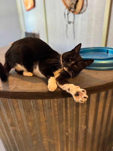 Brutus, Bruno & Betty Boop for Sullivan Sanctuary of Maine in Brunswick, ME