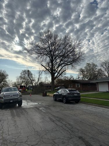 All Photos for Pro Tree Trim & Removal, Llc in Dayton, OH