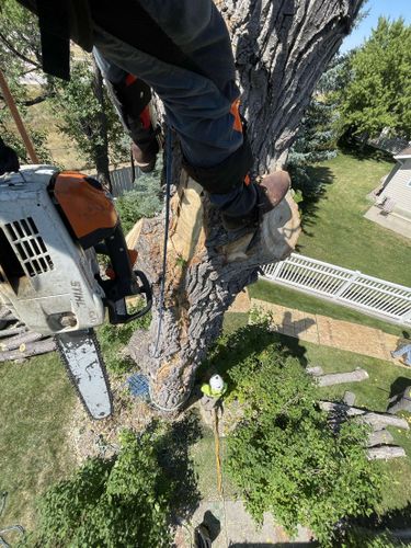 Tree Removal for Elevated Tree Care in Gillette, WY