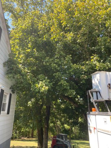 Fall and Spring Clean Up for Atwood’s Tree Care in Liberty,  KY