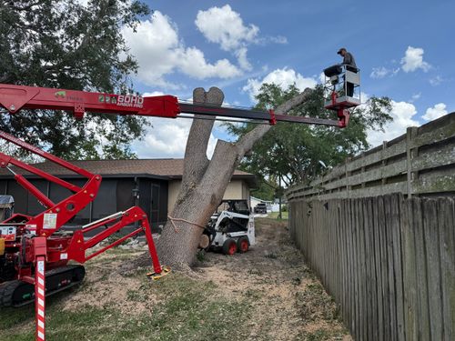 Tree Removal for MX Trees LLC in Englewood, FL