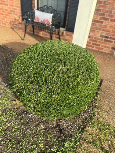 Shrub Trimming for MLC in Murfreesboro, TN
