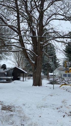Tree Removal for Fransen's Tree Service  in Freeport, IL