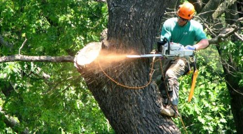 Shrub and Tree Trimming for Big Island Coconut Company in Pilialoha, HI