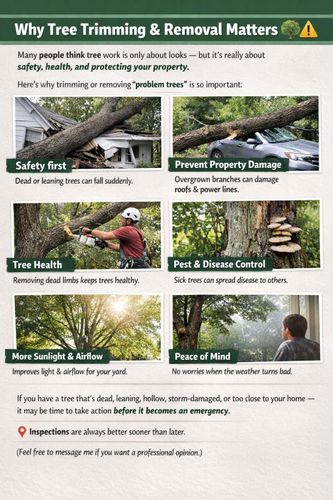 All Photos for Highlife Tree Care And Landscaping in Altamonte Springs, FL