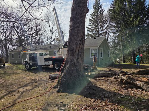  for O&O Tree Service in Rockford, IL