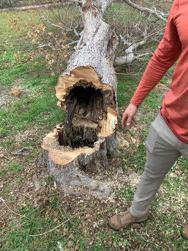 Tree Removal for Braun Tree Service  in Floresville, Texas