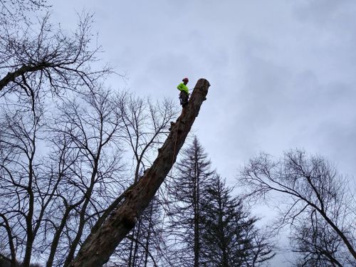  for Mad Tree Service in Cochranton, PA