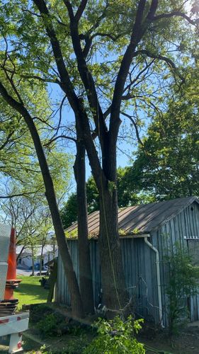 All Photos for Gray's Tree Service  in Shenandoah County, VA