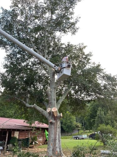 All Photos for Tree Guys Pressure Washing & Stump Grinding in Scottsboro, AL