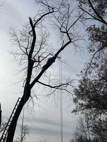 Tree Pruning for Stinger Tree Service in Belleville, IL
