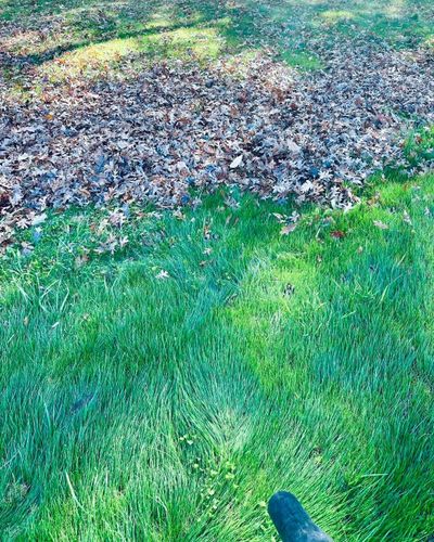 Spring and Fall Clean Up for Nate's Property Maintenance LLC  in Lusby, MD