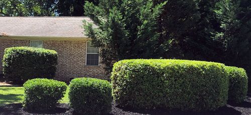 Shrub Trimming for Sam's Tree Service in Miami Beach,  FL