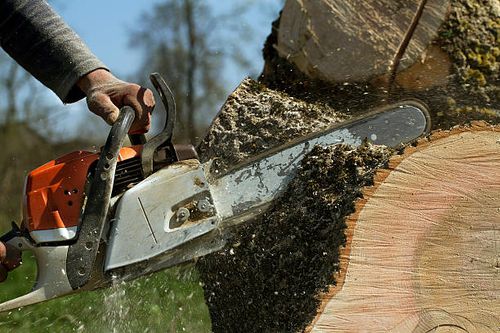 Tree Removal for Ark Construction and Landscaping in Dallas, TX