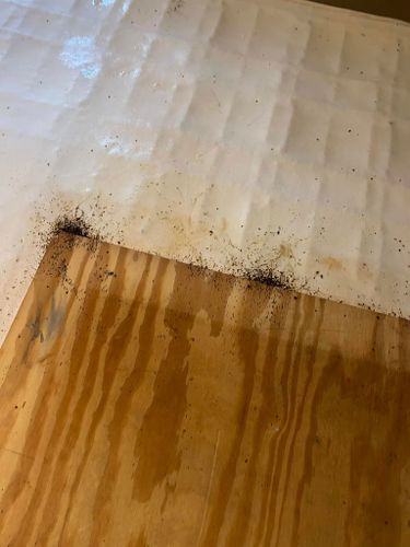 Residential Pest Control for Winecoff Pest Control in Salisbury, NC