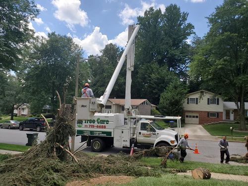Stump Removal for W D Giampa Lawns and Landscape Inc. in Manassas, VA