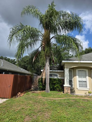 All Photos for Highlife Tree Care And Landscaping in Altamonte Springs, FL