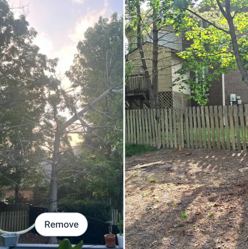  for Timber Ninja Service in Lexington, KY
