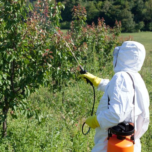 Tree Trimming for Terra Heights Tree Experts & Landscaping  in Grass Valley,  CA