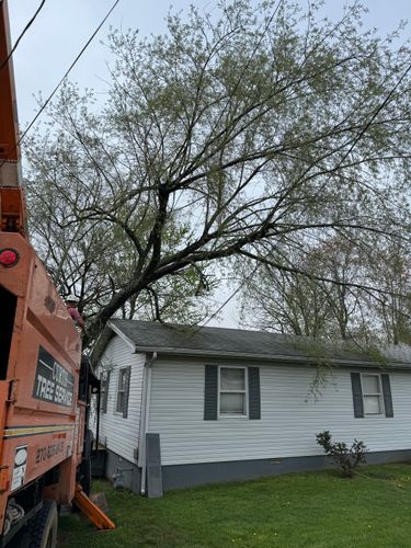 for Curtis Tree Service LLC in Hopkins County, KY