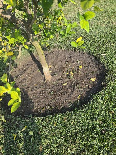 All Photos for Bridgewater Arbor Care LLC in Jupiter, FL