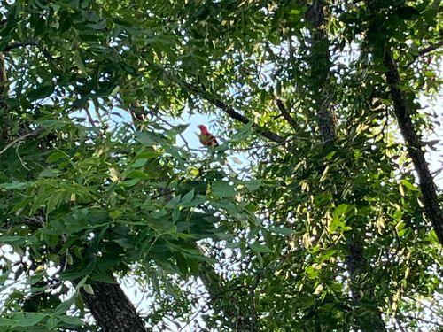 All Photos for Arbor Max Solutions in Gun Barrel City, TX