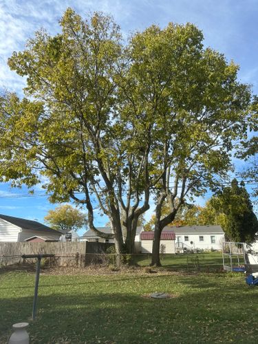 All Photos for Pro Tree Trim & Removal, Llc in Dayton, OH