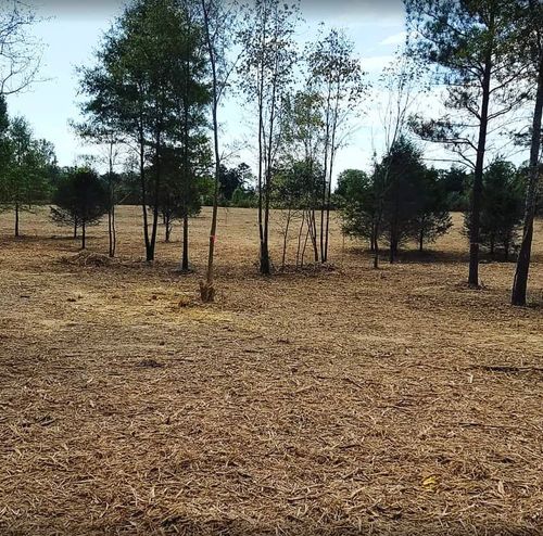 Forestry Mulching for South Mississippi Land Management LLC in Columbia, Mississippi