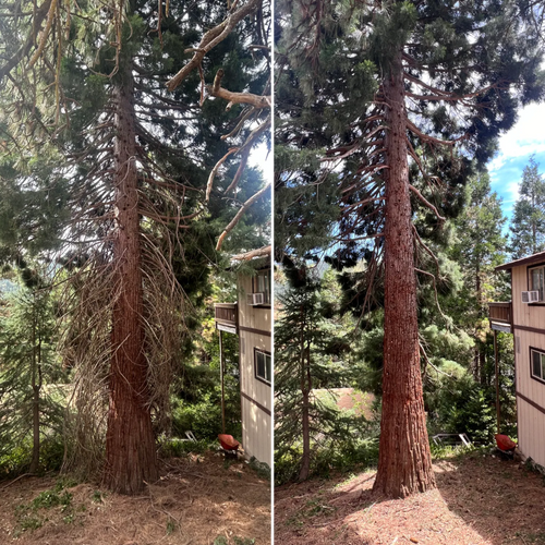  for Poseidon Valley Tree Service Corp in San Bernardino, CA