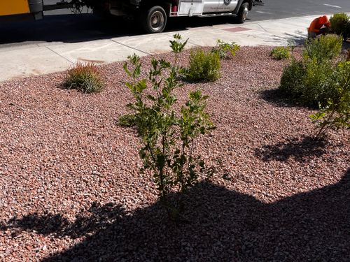  for AZ Tree & Hardscape Co in Surprise, AZ