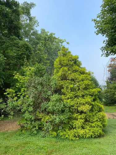 Tree Removal for Atwood’s Tree Care in Liberty,  KY