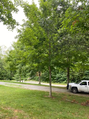 Tree Removal for Atwood’s Tree Care in Liberty,  KY