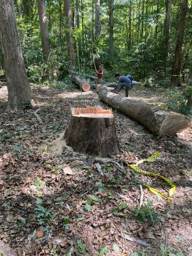 Tree Removal for Rosales Landscaping LLC in Lake Gaston, North Carolina