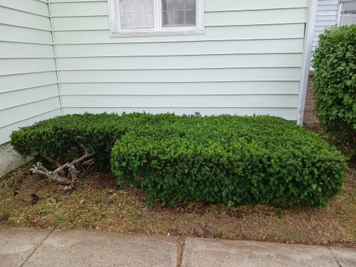 Shrub Trimming for On The Spot Lawn Maintenance & Pressure Washing in Jackson, MI