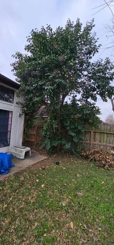  for Servin's Tree Care  in Houston, TX