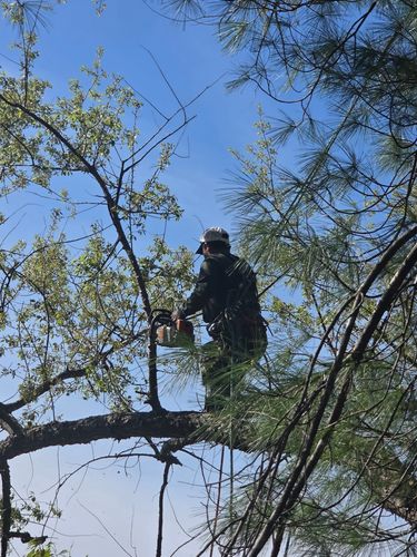 All Photos for Green Brothers Tree Services in Blacksburg, VA