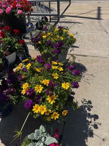 Gardening for Mayfield Landscaping in Staunton, IL