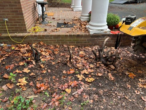 Stump Removal for Conrad's Stump Removal in Columbus, IN