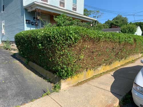 Hedge Trimming for Murray Mowing and More in Ashaway, RI