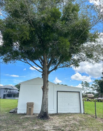 Tree Removal for A-1 Arbor Tech in Groveland, FL