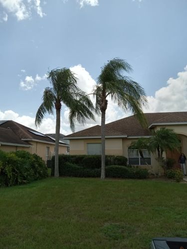 Shrub Trimming for The Family Tree Care Services LLC in Florida City, FL