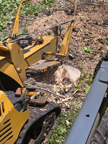 Stump Removal for Near Me Tree Service, Inc. in DeLand, FL