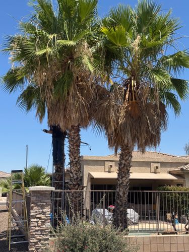 Tree Pruning for Patriot Tree Service in Mesa, AZ